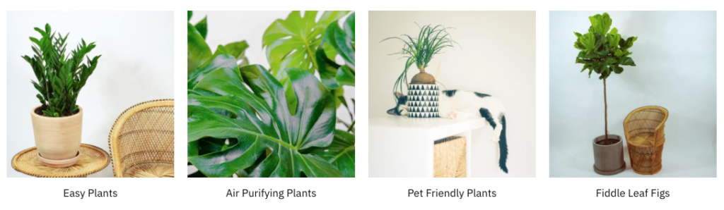 Promise supply - where to buy houseplants in Toronto - Toronto plant shops