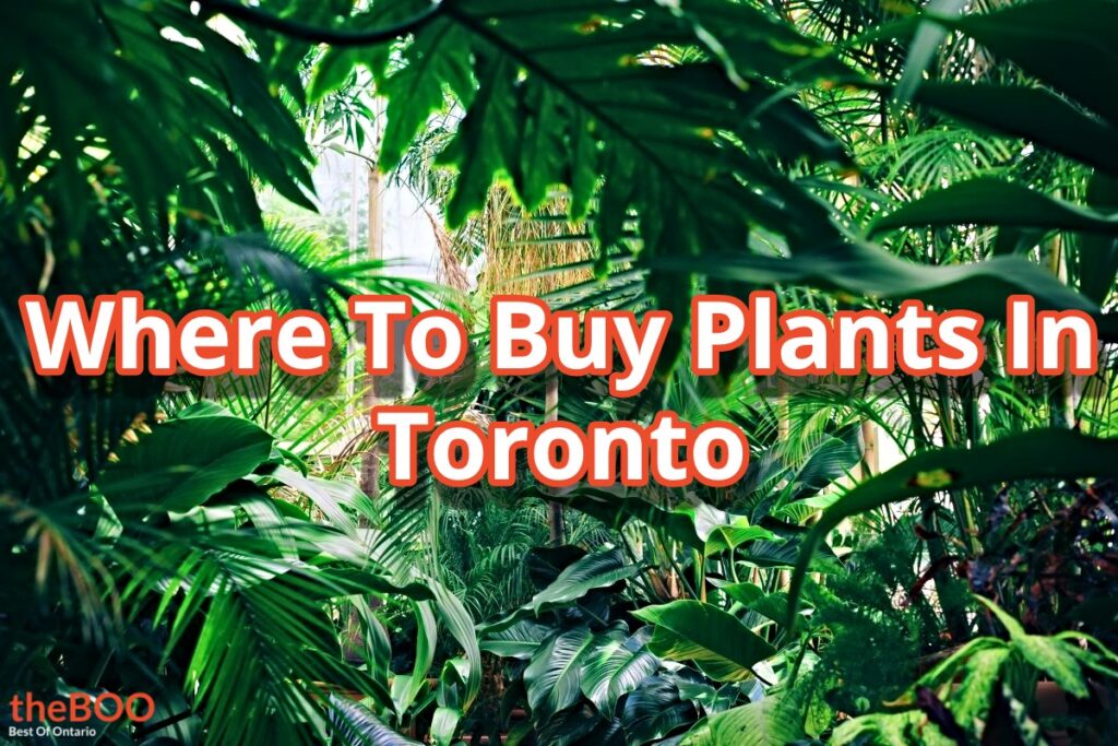 Where To Buy Plants In Toronto - theBOO
